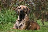 FILA BRASILEIRO 030